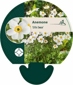 Anemone hybr. 'Elfin Swan' C2