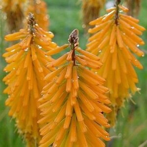 Kniphofia 'Mango Popsicle' C2