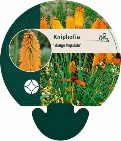 Kniphofia 'Mango Popsicle' C2 - afbeelding 5