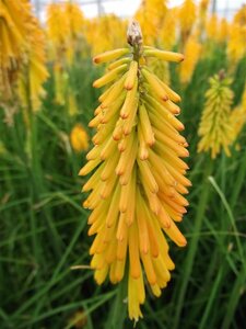 Kniphofia 'Mango Popsicle' C2 - afbeelding 2