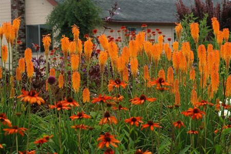 Kniphofia 'Mango Popsicle' C2 - afbeelding 3