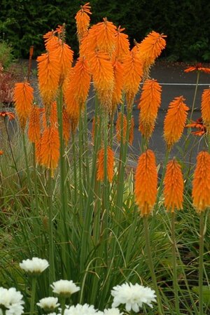 Kniphofia 'Mango Popsicle' C2 - afbeelding 4