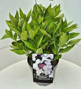 Hydrangea macrophylla 'Libelle'