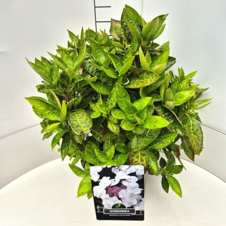 Hydrangea  macrophylla 'Libelle' - afbeelding 1