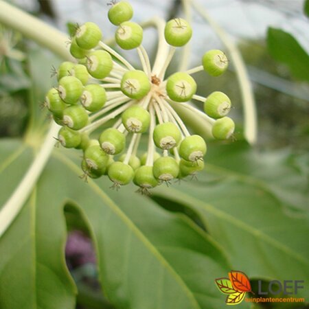 Fatsia japonica - afbeelding 1