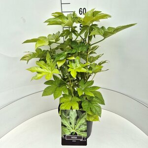 Fatsia japonica - afbeelding 3