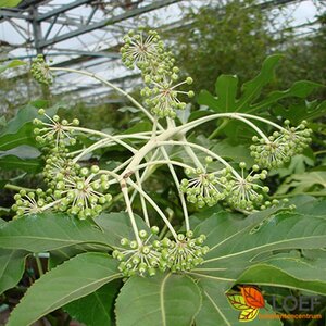 Fatsia japonica - afbeelding 2