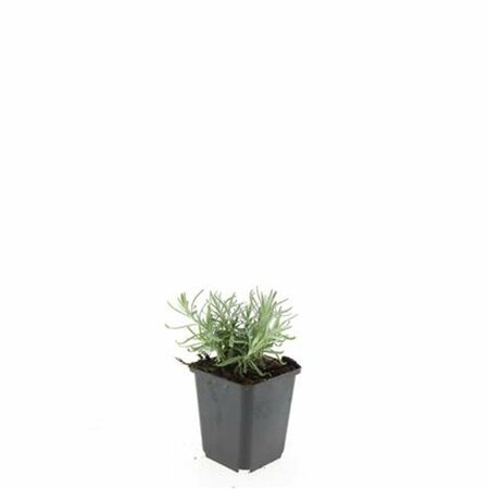 Lavandula angustifolia 'Munstead' - afbeelding 21