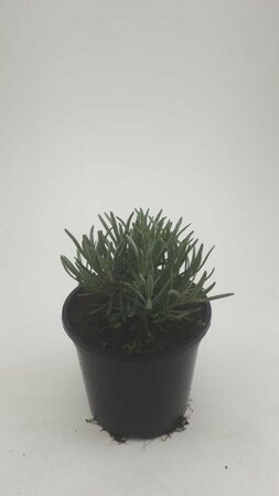 Lavandula angustifolia 'Munstead' - afbeelding 2