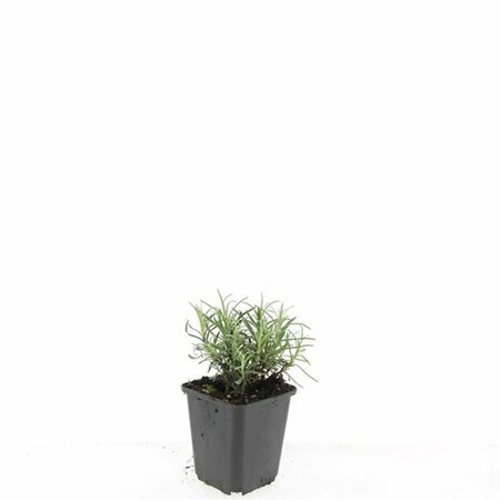Lavandula angustifolia 'Munstead' - afbeelding 19