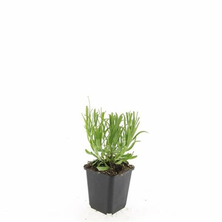 Lavandula angustifolia 'Munstead' - afbeelding 27