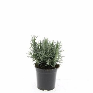 Lavandula angustifolia 'Munstead' - afbeelding 3