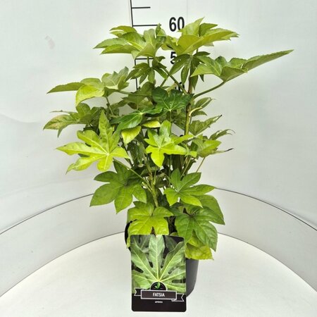 Fatsia japonica - afbeelding 3