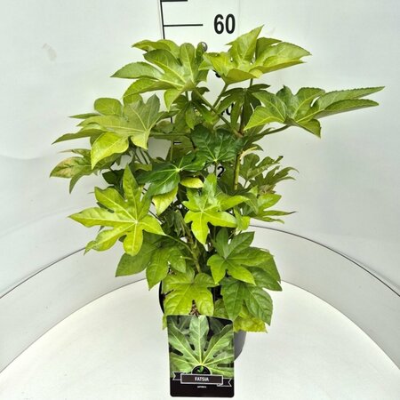 Fatsia japonica - afbeelding 4