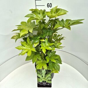 Fatsia japonica - afbeelding 4