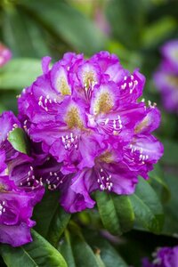 Rhododendron 'Marcel Menard'