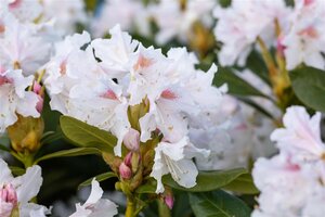 Rhododendron 'Cunningham's White' - afbeelding 2