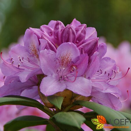 Rhododendron 'Roseum Elegans' - afbeelding 1