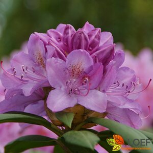Rhododendron 'Roseum Elegans'