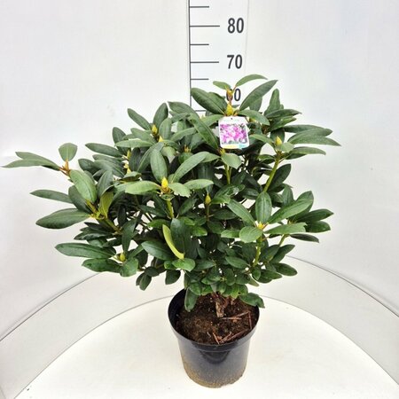 Rhododendron 'Roseum Elegans' - afbeelding 2