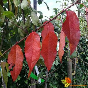 Prunus avium 'Regina'