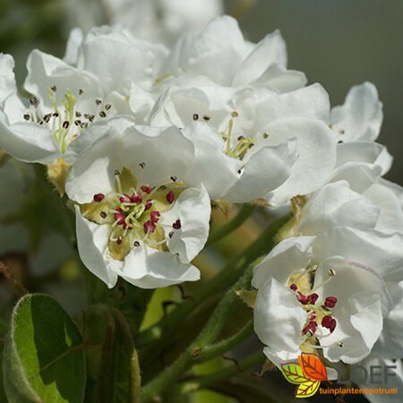 Pyrus communis 'Doyenné du Comice'