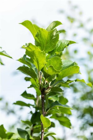 Malus domestica 'James Grieve' - afbeelding 2