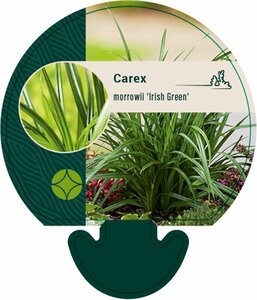 Carex morrowii 'Irish Green' C2 - afbeelding 5