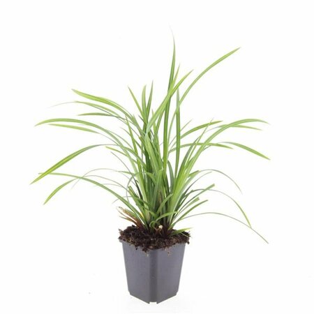 Carex morrowii 'Irish Green' C2 - afbeelding 7