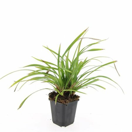 Carex morrowii 'Irish Green' C2 - afbeelding 10