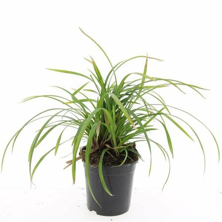 Carex morrowii 'Irish Green' C2 - afbeelding 2