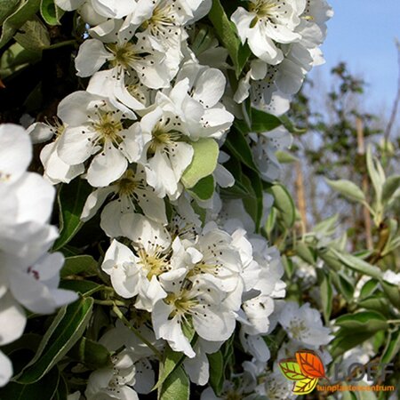 Pyrus communis 'Gieser Wildeman'