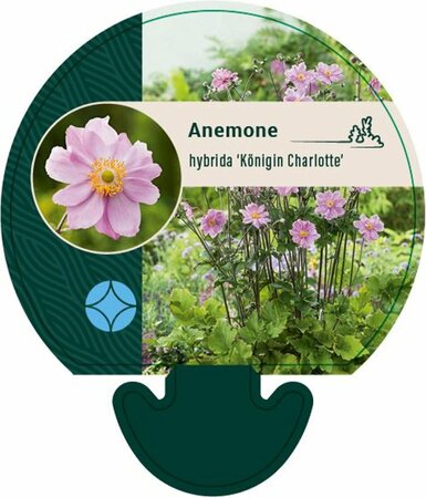 Anemone hybrida 'Königin Charlotte' C2 - afbeelding 1