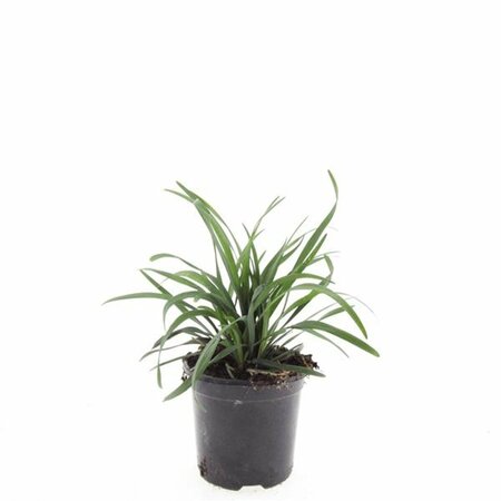 Liriope muscari 'Big Blue' C2 - afbeelding 7