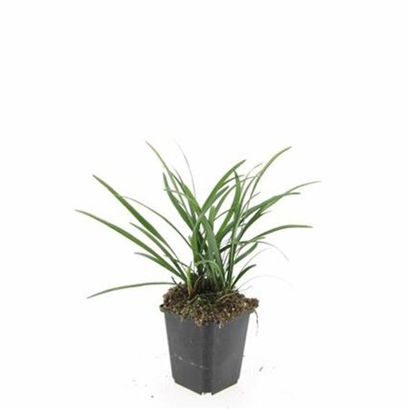 Liriope muscari 'Big Blue' C2 - afbeelding 14