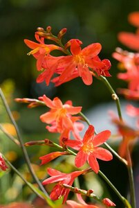 Crocosmia 'Carmine Brilliant' C2