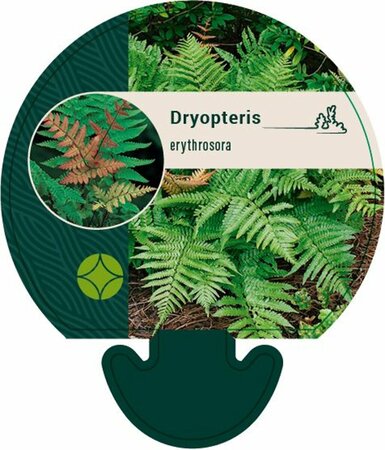 Dryopteris erythrosora P9 - afbeelding 4