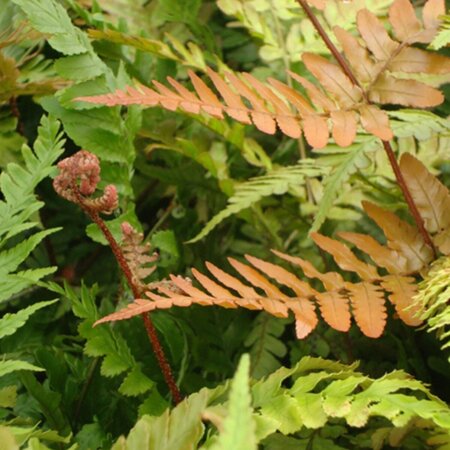 Dryopteris erythrosora P9 - afbeelding 3