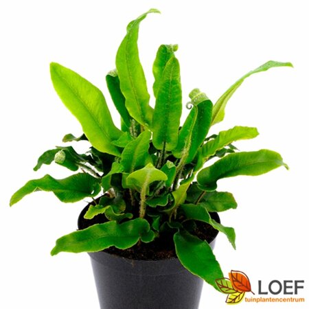 Asplenium scolopendrium C2 - afbeelding 1