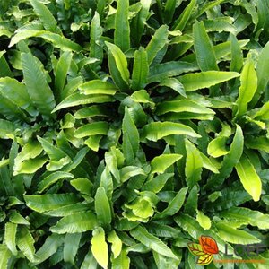 Asplenium scolopendrium C2 - afbeelding 2