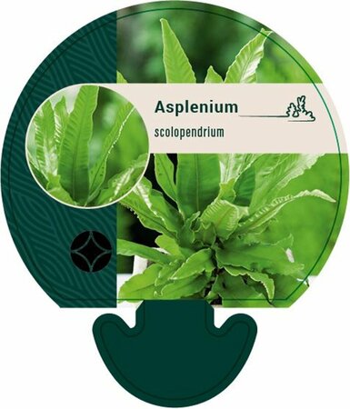 Asplenium scolopendrium C2 - afbeelding 7