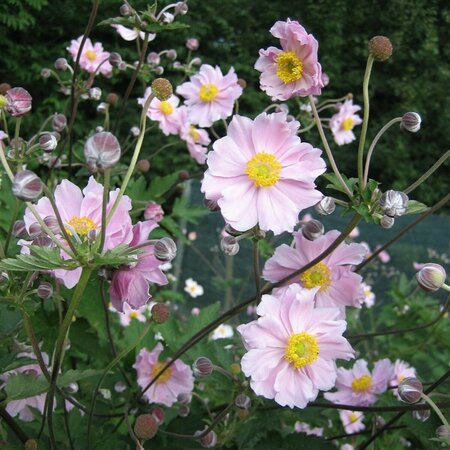 Anemone hupehensis 'September Charm' C2 - afbeelding 5