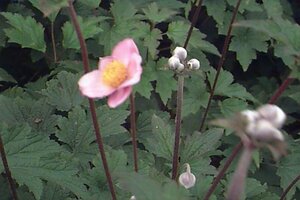 Anemone hupehensis 'September Charm' C2