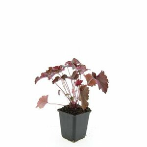 Heuchera micrantha 'Palace Purple' C2 - afbeelding 12