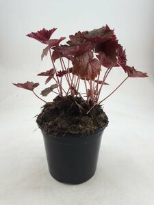 Heuchera micrantha 'Palace Purple' C2 - afbeelding 17