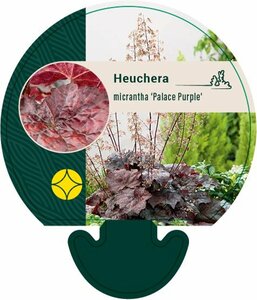 Heuchera micrantha 'Palace Purple' C2 - afbeelding 2