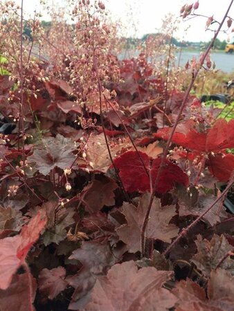 Heuchera micrantha 'Palace Purple' C2 - afbeelding 15