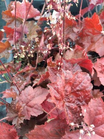Heuchera micrantha 'Palace Purple' C2 - afbeelding 14