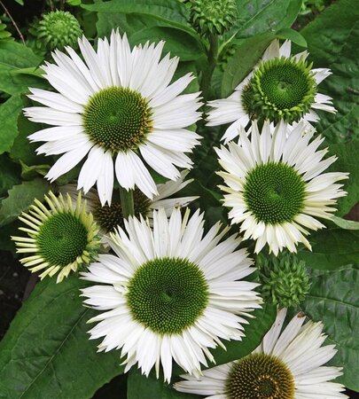 Echinacea purpurea 'Virgin' C2 - afbeelding 1