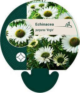 Echinacea purpurea 'Virgin' C2 - afbeelding 5